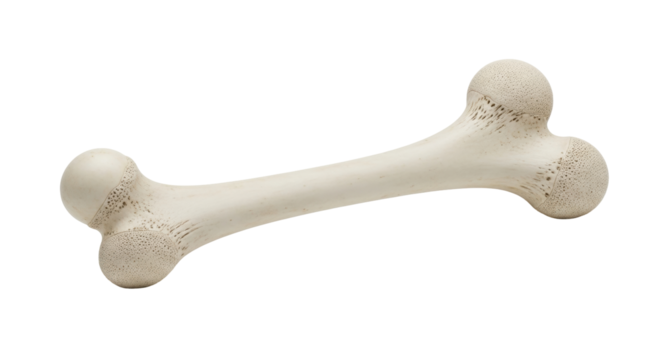 Isolated bone anatomy, structure of skeletal animal bone, healthy strong bone structure
