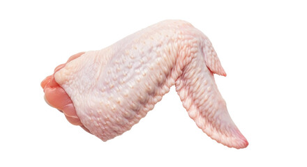 Isolated raw chicken wing meat is displayed ready for cooking and delicious recipes
