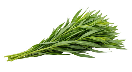 Fototapeta premium Isolated Tarragon sprig, fresh flavoring ingredient for cooking culinary herbal recipes