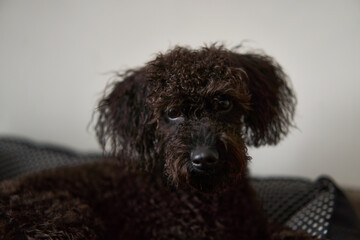 A fluffy brown dog is peacefully resting on a cozy, patterned bed, showcasing its cheerful and playful demeanor