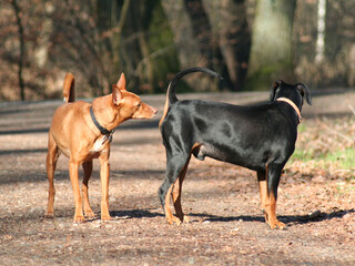 Zwei Hunde schnüffeln sich zur Begrüßung am Po. Waldweg mit Bäumen im Hintergrund bei Sonnenschein