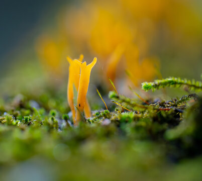 Yellow staghorn mushrooms growing in a bed of moss in the middle of the woods