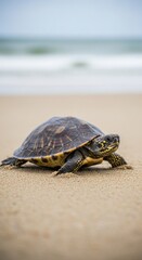 Obraz premium Small terrapin turtle walking on a sandy beach shore.