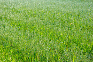 Vibrant green oat field, lush young stalks swaying gently. Fresh, abundant growth forms a natural carpet, a serene vista of budding crops