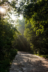 Obraz premium Gorgeous sun rays spill through thick woods, casting brilliant light on a rugged trail. A peaceful, early morning vibe in the boonies