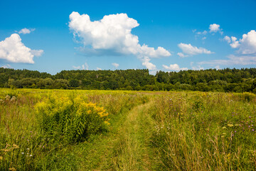 Fototapeta premium Winding dirt track through a vibrant meadow with goldenrod under a vast blue sky, hints of a dense forest beyond