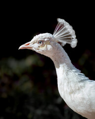 pavo real blanco (Pavo cristatus en su variedad leucística) conocido tambien como albino, primer plano detalles cabeza