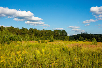 Fototapeta premium Vibrant summer field with goldenrod and tall green grasses under a clear blue sky, fluffy clouds hover above a lush forest backdrop