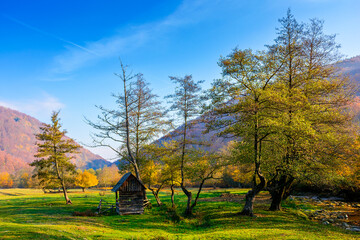 Fototapeta premium serene countryside landscape among transcarpathia hills. colorful deciduous trees on a lush green meadow under blue sky. beautiful view of a place in ukraine on a sunny october morning
