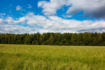 Fototapeta premium Expansive field of lush green blades meets a verdant wood line under a partly cloudy azure sky, offering a serene nature vista
