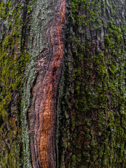 Moss and lichen on weathered tree bark with central scar