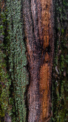 Close macro view of rough trunk texture with green moss