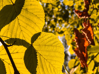 Backlit linden foliage showing serrated margins and transparent venation details