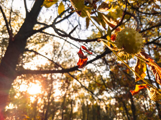 Backlit chestnut in spiky green husk among autumn leaves 