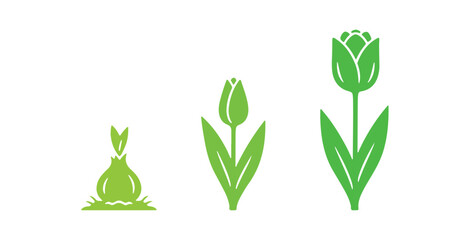Vector graphics depicting the silhouette of the growth cycle of tulip bulbs to flowers