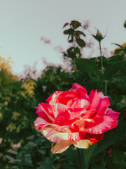 Variegated red and white rose glowing in clear evening light 