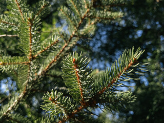 Sunlit spruce branch with glossy needles against soft forest bokeh