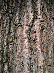 Natural abstract of tree surface with vertical ridges and texture 