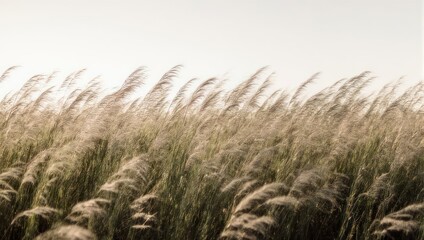 Fototapeta premium Golden feathery grass blowing in the wind, soft light, airy, dreamy composition