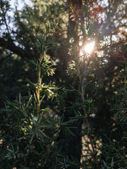 Sunlit juniper branch catching rimlight among dark forest background