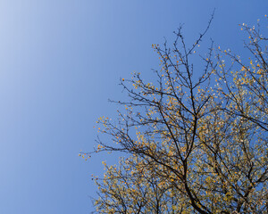 Blue expanse with delicate autumn twigs sketching the margin