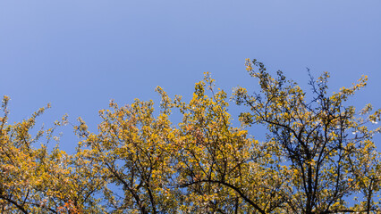 Sparse yellow leaves trembling against a flawless midday sky