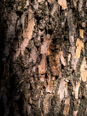Vertical mosaic of tree bark, broken ridges and weathered cork