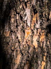 Flaking trunk surface, deep cavities and gritty textures in shade
