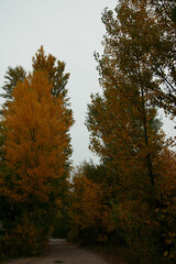Two strikingly tall yellow autumn trees framing a narrow rural road under a gray sky 