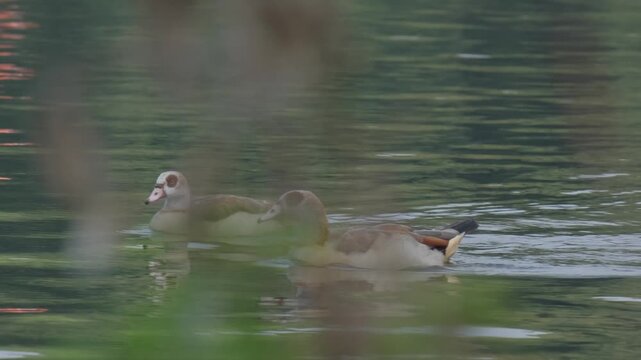 patos en el lago