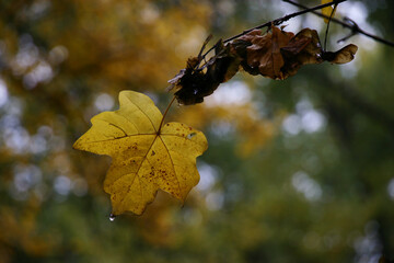 Close up of a single yellow maple leaf with water drop 