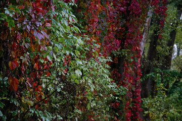 Enchanted grove where burgundy leaves gather like whispered embers 