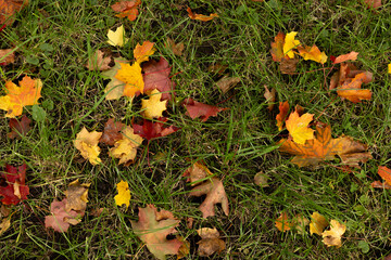 Fallen maple leaves in yellow, orange and red colors lying on green grass.