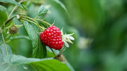 Close-up of a ripe red raspberry on the plant, surrounded by green leaves and unripe berries. The detailed macro shot highlights the vibrant color and texture of the mature fruit.