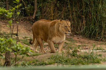 A female lion in the Sao Paulo Zoo, in Brazil
