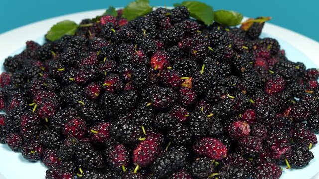 Mulberry berries rotates on blue plate. Mulberry - fruit tree whose fruits have many beneficial properties. Morus, genus of flowering plants in family Moraceae