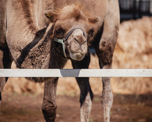 A shaggy camel in a pen eating grass and hay - a cute face