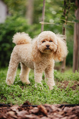 A beautiful fluffy toy poodle puppy is happily spending time on a walk.