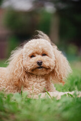 A beautiful fluffy toy poodle puppy is happily spending time on a walk.