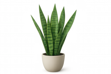 Snake plant or sansevieria trifasciata laurentii in a beige pot, showing green leaves and a transparent background