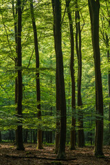Sunlight filters through the lush green forest canopy