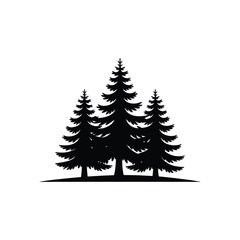 Silhouette of three tall evergreen trees in a forest