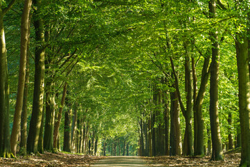 Obraz premium Sunlight filters through a lush green forest canopy