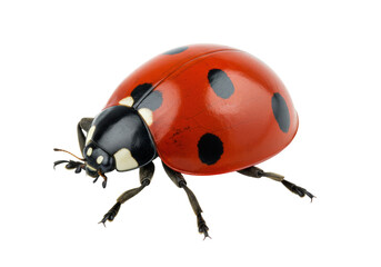 Isolated Ladybug with Red Shell and Black Spots with its Legs Out for Stock Photo Purposes