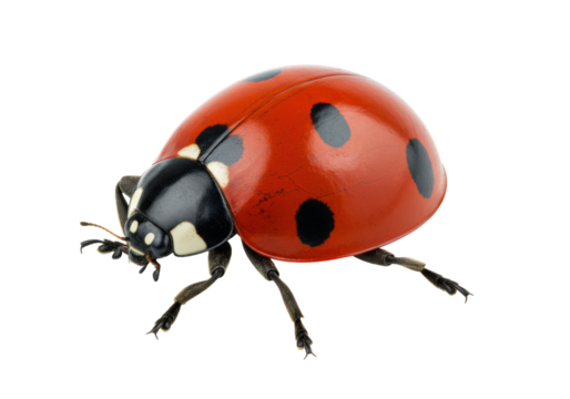 Isolated Ladybug with Red Shell and Black Spots with its Legs Out for Stock Photo Purposes