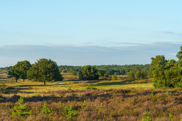 Golden light bathes a field of purple heather