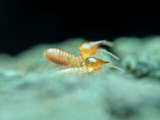 Naklejka premium Two termite on the rotten wood