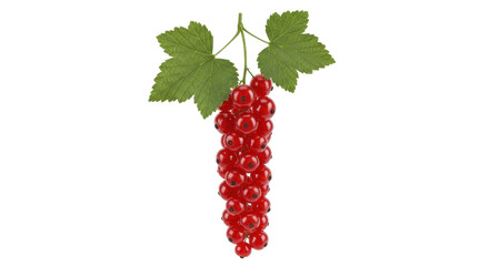 Isolated red currant bunch hanging, fresh fruit still life, vibrant ripe summer food, delicious