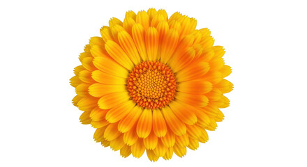 Isolated Vibrant Flower Head for Nature Photography with a Textured Center Pattern