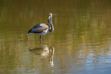 Horizontal view of juvenile phoenicopterus roseus aka greater flamingo wading in brackish pond water before sunset